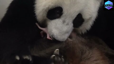 Russia's first-ever panda cub born in Moscow Zoo
