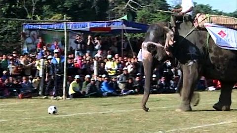 Elephant Soccer Match