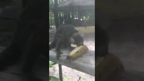 Planeta dos macacos Tarzan e seus amigos