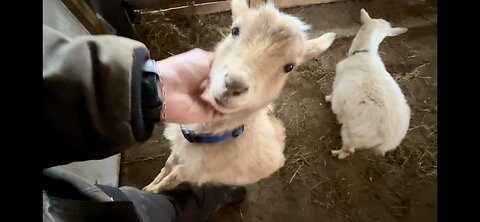 Marlin the CONFIDENT, perhaps cocky, baby goat 🤣 | Using wethers to know when does are in heat
