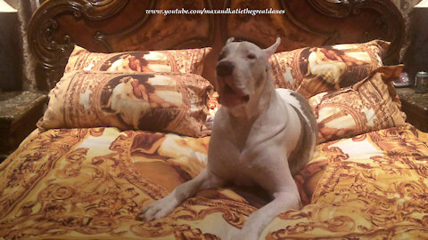 Funny Talkative Deaf Great Dane Complains He Doesn't Want To Get Out Of Bed