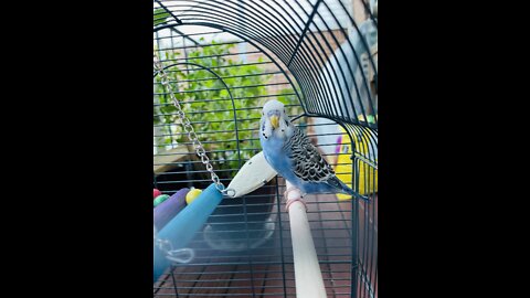 Meet my Parakeet Bluebell !
