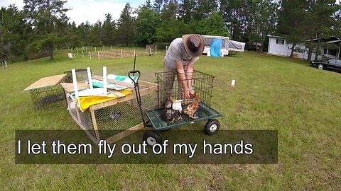 Homestead Chickens Daily Routine