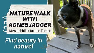 December Nature Walk with Agnes Jagger - my semi-blind Boston Terrier