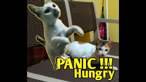 Angry Hungry cats | PANIC !!!