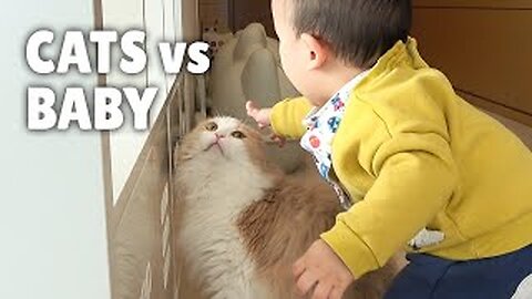Try Not To Laugh or Grin While Watching Funny Cats 2023 #trending #cutecats