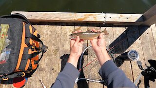 Maine Brook Trout Fishing