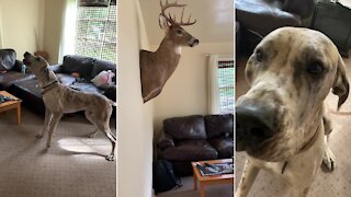 Great Dane can't stop barking at deer head on the wall