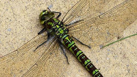 Female Dragonflies Feign Death To Avoid Mating