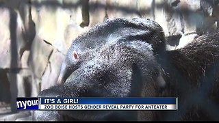 IT'S A GIRL: Zoo Boise hosts gender reveal party for new baby anteater