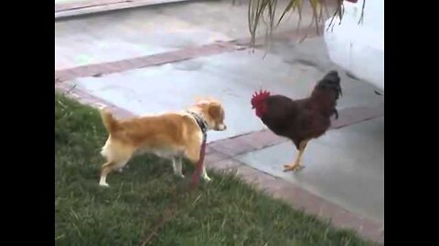 Fighting with dog and hen.