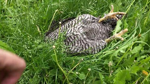 Kitten sleeps sweetly with the Chicken 🐥