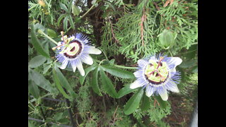Short Melody Blue Passion Flower Aug 2022