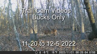 Trail Cams Bucks Only