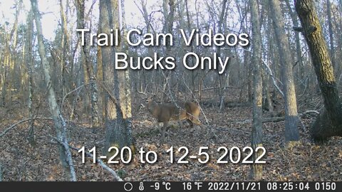 Trail Cams Bucks Only