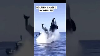 DOLPHIN CHASED BY WHALE!!