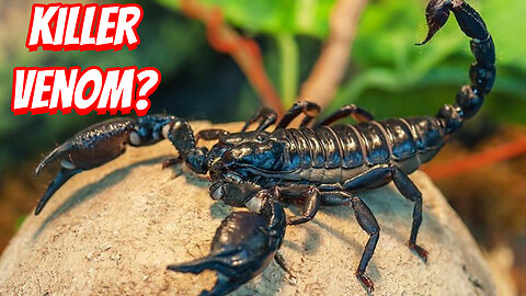 How Dangerous Are Scorpions Towards Humans?