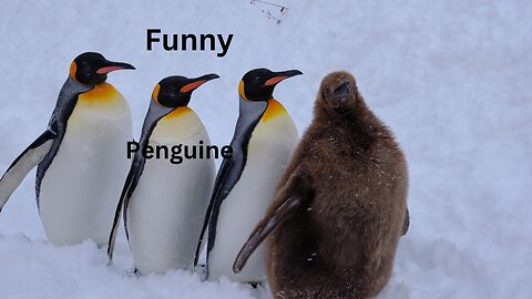 Cute penguins are playing on the beach