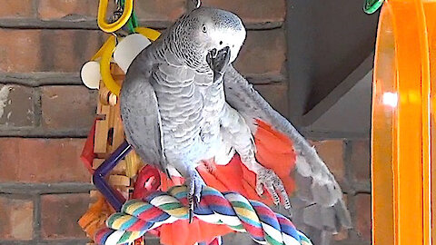 Talking parrot performs a relaxing yoga session