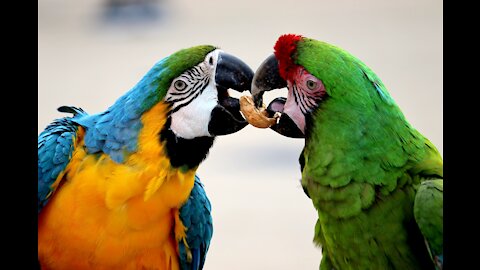 Parrots dancing funny | Video Funny animals