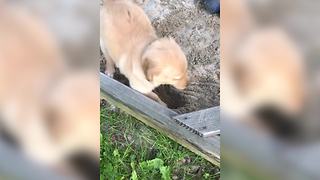 Clumsy Puppy Awkwardly Tries To Dig A Hole