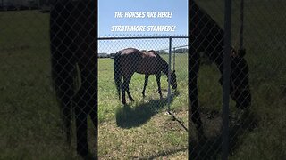 The Strathmore Stampede Is Here - And So Are The Horses!