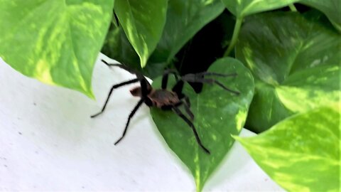 Screams Of Terror Erupt Over Tarantula Found On Woman's Head