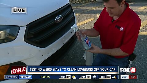 Testing how to get lovebugs off your car - 7:30am live report