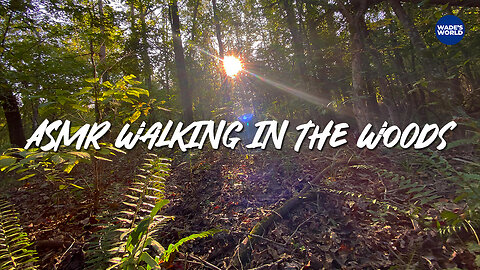 #asmr walking in the woods 👂🌳🌲🥾 #4k
