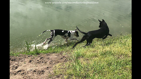 Great Danes Love To Race Each Other Around Their Pond Speedway