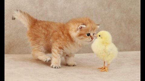 Cats stroll alongside a little chicken.