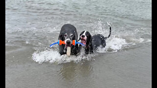 Pesky Great Dane Puppy Swipes Beach Toy From Gentle Giant Friend