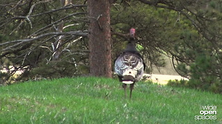 Mossy Oak Wyoming Turkey Hunt