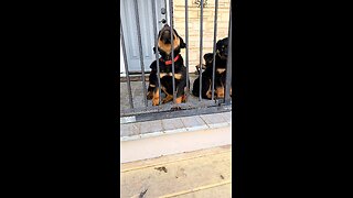 62 Days Rottweiler Pups