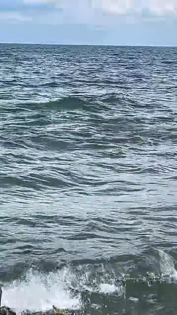 Incredible Livestream Clip Manatee Mating Season Vol. 5