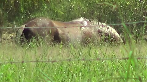 Why Does Covered Water Not Freeze - Old Video Of Buddy Horse Getting A Mud Roll