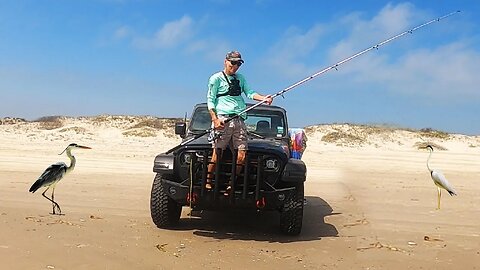 Feeding Frenzy surf fishing Mustang Island- New BLUE CRAB fishbites