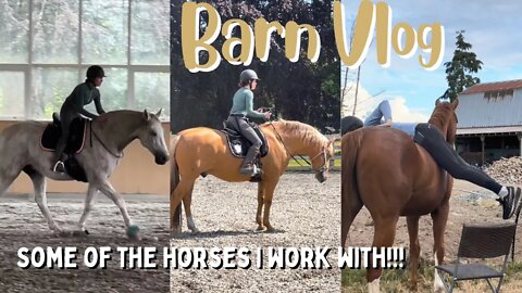 5 HORSES IN 1 DAY | Train Horses with Me!