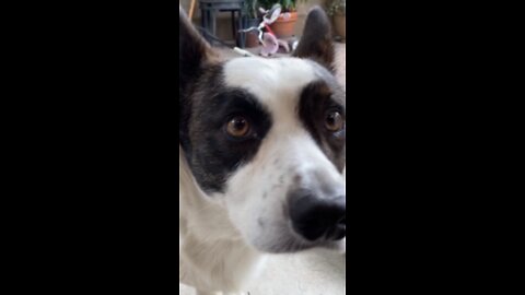 Happy Cardigan Corgi story