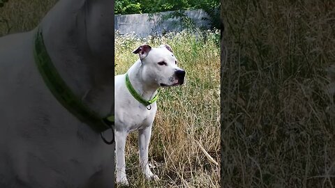 #shortvideo #amstaff #amstafflove #amstaffworld