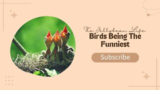 Birds Being the Funniest #6