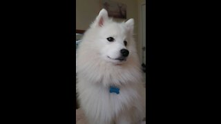 Funny dog howls at the very sound of an ambulance