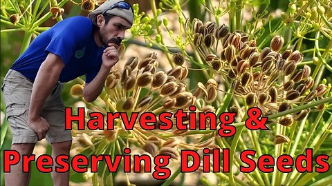How To Harvest & Preserve Dill Seeds?