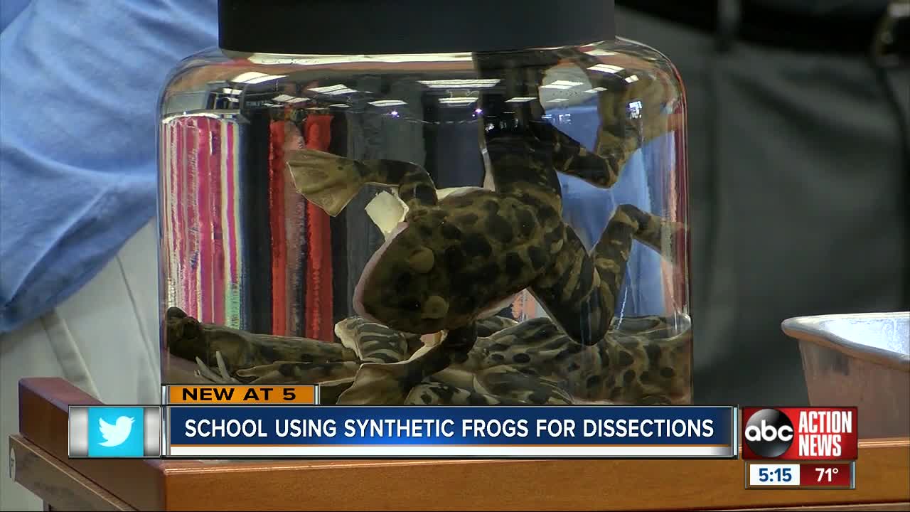 Pasco County school first in world to use synthetic frogs for dissections
