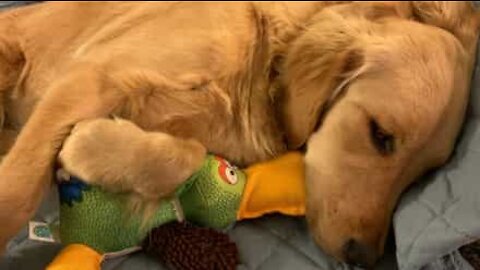 Dog can't disguise happiness while watching the movie 'Up!'