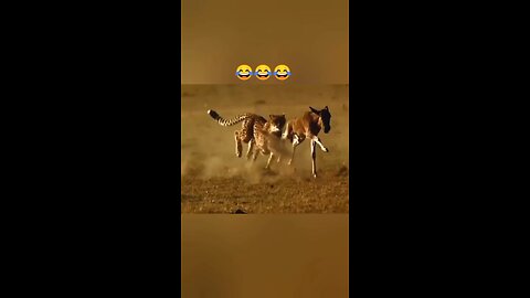 Funny Animals Video 😂😂