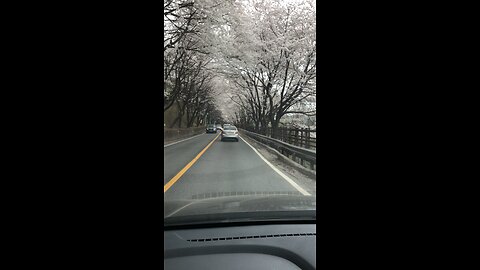 Cherry Blossom Travel Drive in Korea