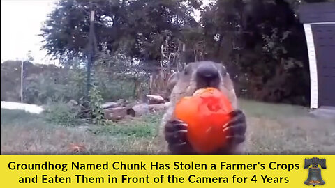 Groundhog Named Chunk Has Stolen a Farmer's Crops and Eaten Them in Front of the Camera for 4 Years