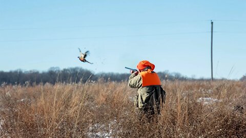 Wild Upland Game Pheasant Hunting in Illinois | Team Radical