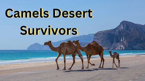 Camels: Nature's Desert Survivors